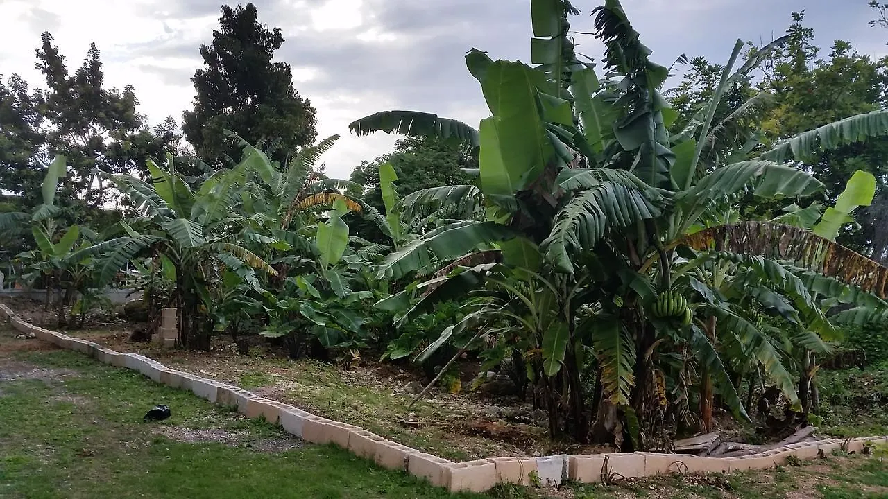Bailey'S Bed And Breakfast Runaway Bay Jamaica